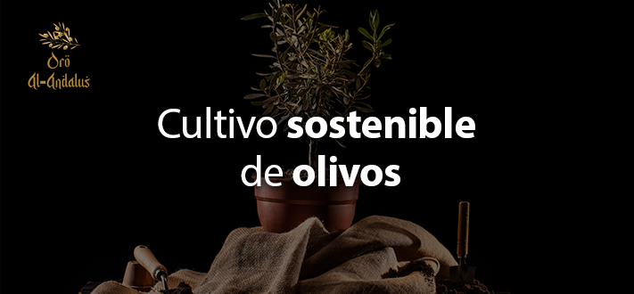Cultivo_sostenible_de_olivos