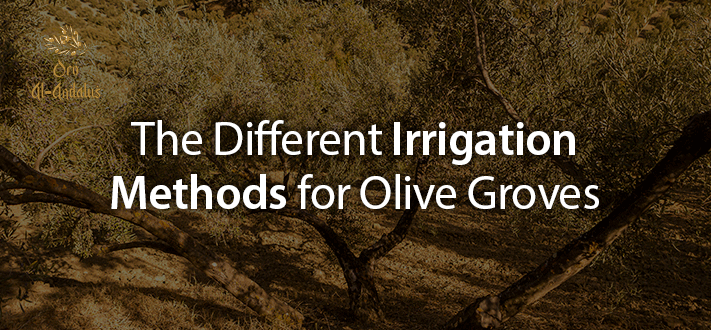 The Different Irrigation Methods for Olive Groves