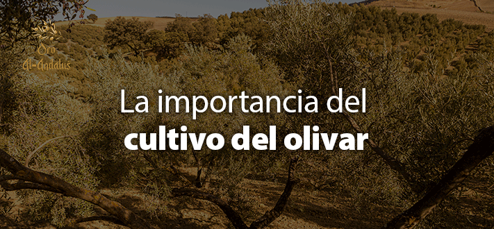 La importancia del cultivo del olivar