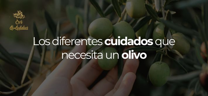 los-diferentes-cuidados-que-necesita-un-olivo