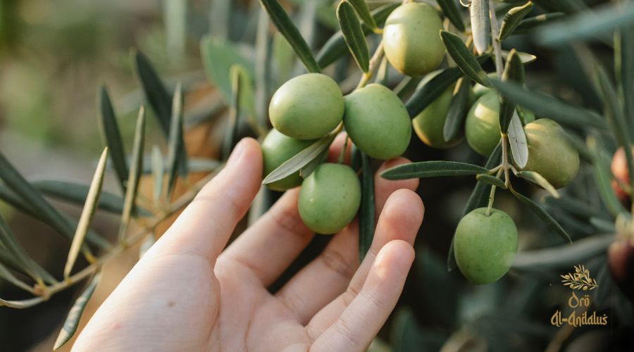 el-impacto-del-aceite-de-oliva-en-la-economía-local