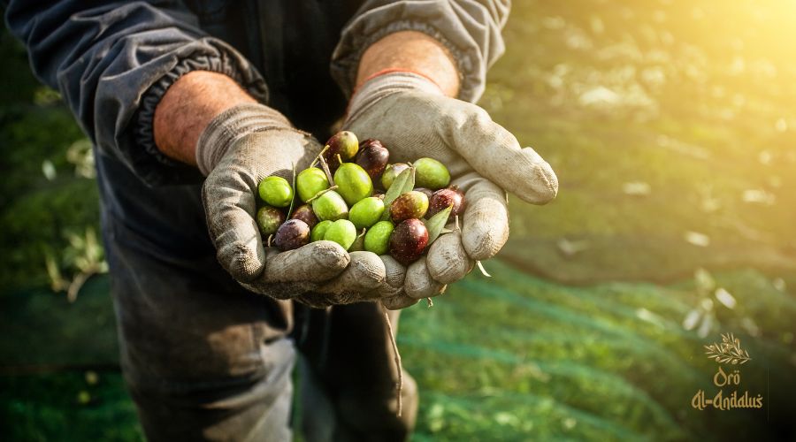 el-impacto-del-aceite-de-oliva-en-la-economía-local